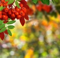 Atumn background with rowanberry Royalty Free Stock Photo