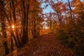 Atumn forest road at sunset Royalty Free Stock Photo