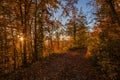 Atumn forest road at sunset Royalty Free Stock Photo