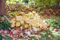 Atumn red and yellow fallen maple leaves on lawn. Cleaning in fall Royalty Free Stock Photo