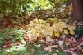 Atumn red and yellow fallen maple leaves on lawn. Cleaning in fall Royalty Free Stock Photo