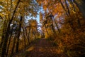 Atumn road trough forest