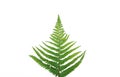 Atural fresh fern leaves look like christmas tree on white background with copy space for your own text like a christmascard New