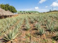 Aloe Vera farm ATV tour of the east side Curacao Views