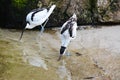 ATwopied avocet walking on a beach