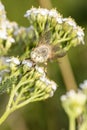 Atylotus rusticus, beautiful green-eyed fly