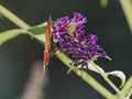 Atypical close-up photo of the peacock butterfly on flowering summer lilac