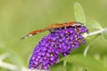 Atypical close-up photo of the peacock butterfly on flowering summer lilac