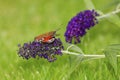 Atypical close-up photo of the peacock butterfly on flowering summer lilac