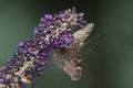 Atypical close-up photo of the peacock butterfly on flowering summer lilac