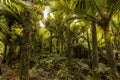 Nikau Grove, Westcoast, NZ