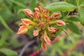 Atzalea Rhododendron`s red buds on the sunny day in the park. Royalty Free Stock Photo