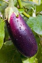 Aubergine Royalty Free Stock Photo