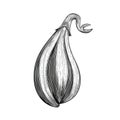 aubergine eggplant ai generated Royalty Free Stock Photo