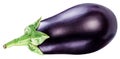 Aubergine or eggplant isolated on white background Royalty Free Stock Photo