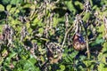 Aubergine or eggplant in organic vegetable garden with unripe vegetables and dry green leaves background Royalty Free Stock Photo