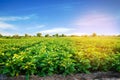 Aubergine plantations grow in the field. vegetable rows. farming, agriculture. Landscape with agricultural land. crops