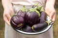 Aubergines in a bowl. A woman is holding a bowl of eggplants in her hands. Royalty Free Stock Photo