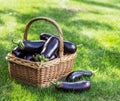 Aubergines or eggplants in wicker basket on the grass Royalty Free Stock Photo