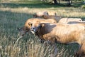 Aubrac cow French bovine on Saleve mountain