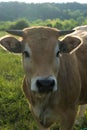 Aubrac cows, in their meadow in Auvergne Royalty Free Stock Photo