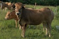 Aubrac cows, in their meadow in Auvergne Royalty Free Stock Photo