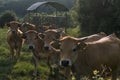 Aubrac cows, in their meadow in Auvergne Royalty Free Stock Photo