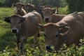 Aubrac cows, in their meadow in Auvergne Royalty Free Stock Photo