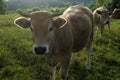 Aubrac cows, in their meadow in Auvergne Royalty Free Stock Photo