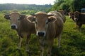 Aubrac cows, in their meadow in Auvergne Royalty Free Stock Photo