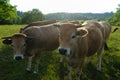 Aubrac cows, in their meadow in Auvergne Royalty Free Stock Photo