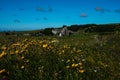 Aubrac village ,a stage on the compostelle walk or saint James way, with wild flowers in foreground