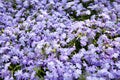 Aubretia Royalty Free Stock Photo
