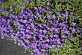 Aubretia in a Lancashire Garden