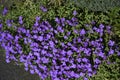 Aubretia in a Lancashire Garden