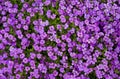 Aubretia: purple background. Royalty Free Stock Photo