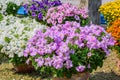 Aubrieta Aubretia Brassicaceae flower plant. A sun loving evergreen and perennial flower with small violet, pink or white blooms