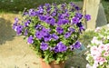 Aubrieta Aubretia Brassicaceae flower plant. A sun loving evergreen and perennial flower with small violet, pink or white blooms