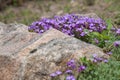 Aubrieta (Aubretia) flowers