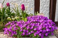 Aubrieta Deltoid blooms in spring near the wall of the house