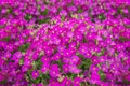 Aubrieta Florado Rose Red, a perennial with pink, wheel-shaped flowers and dark green leaves Royalty Free Stock Photo