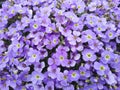 Aubrieta flower close-up. Forget-me-nots flower.