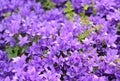 Light purple Aubrieta