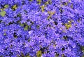 Light purple Aubrieta