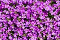 Aubrieta Purple Cascade Royalty Free Stock Photo