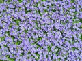 Aubrieta tiny blue summer flowers background Royalty Free Stock Photo