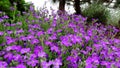 Aubrietta alpine in spring rockery during flowering on a sunny day