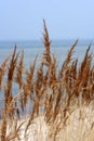 Auburn Grass at the Beach. Royalty Free Stock Photo