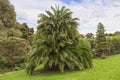Auckland Botanic Gardens Palm Tree