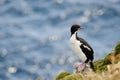 Auckland Island Shag